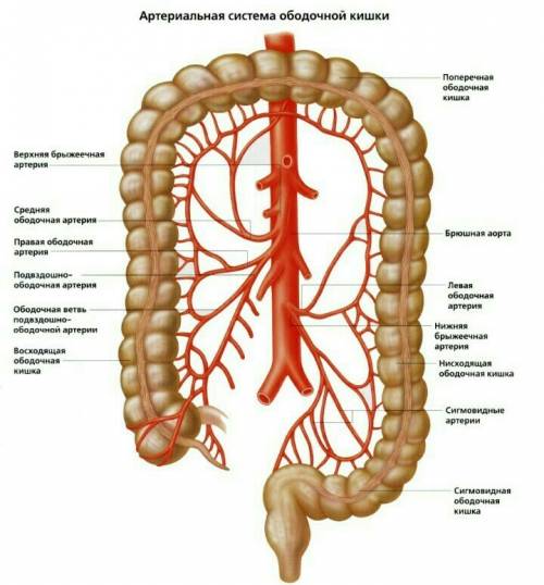 Какие кровеносные сосуды приносят кровь в кишечник. а)артерии б)аорты в)вены г)капилляры если можно