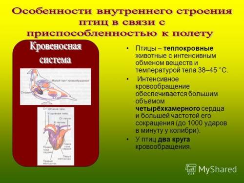 1) опишите особенности внешнего вида и внутреннего строения птиц. выделите особенности строения, обе