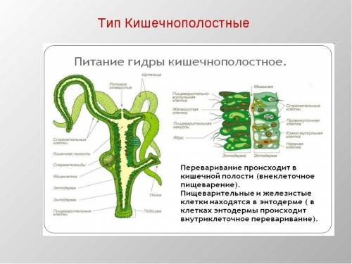 Тип кишечнополостные и их жизненные процессы