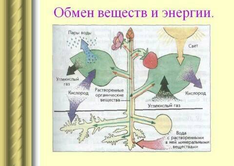 Поясните как в процессе обмена веществ осуществляется связь организма растения со средой. представьт