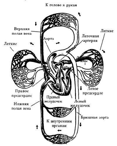 Объясните строение и функции сердца и кровеносных сосудов схематически изобразите большой и малый кр