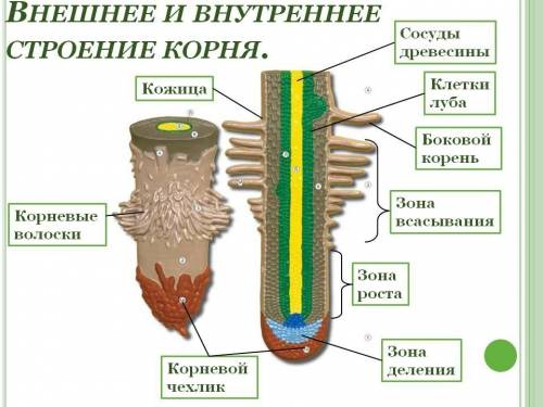 Внешнее и внутреннее строение корня.(коротко и ясно.)