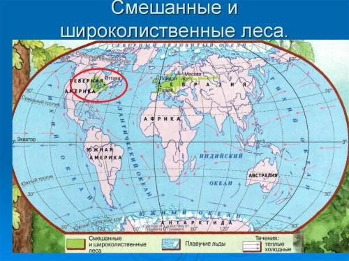 Описания природные зоны по плану. смешанные широколиственные леса в северной америке. 1) положение п