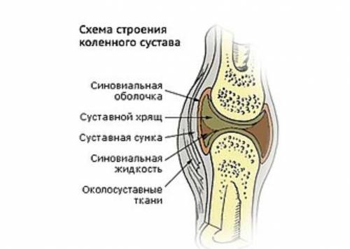 Капсулы сустава: серозная синовиальная фиброзная париетальная