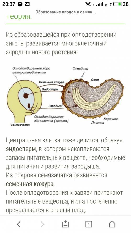 Опишите кратко образование семян и плодов,с самого начала,с !