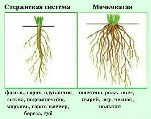 Изучение стержневых и мочковатых корней на примере растений. за ранее