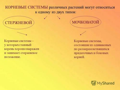 Изучение стержневых и мочковатых корней на примере растений. за ранее