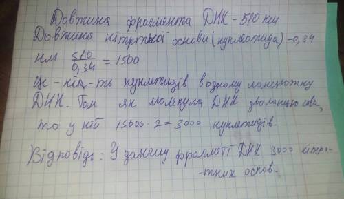 Довжина фрагмента днк 510 нм. визначте кількість нуклеотидів у данному фрагменті та зясуйте його ма