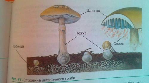 Что находится на нижней части шляпки у гриба