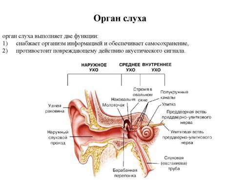 Установите последовательность расположения частей органа слуха