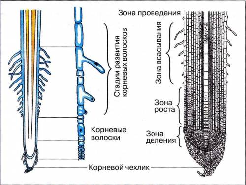 По биологии 6 класс зона корня их характеристики и функции