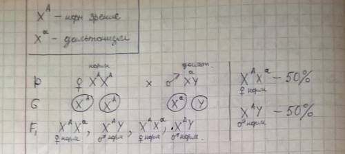 Ген дальтонизма сцеплен с х-хромосомой. отец болен дальтонизмом, мать здорова и не является носитель