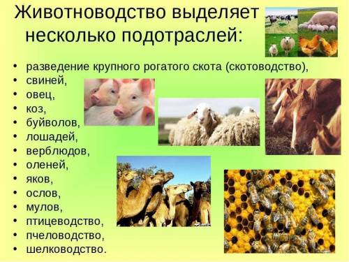 1. андроновской культура, особенность? 2. что вы знаете о природном скотоводстве? 3. поход а. македо