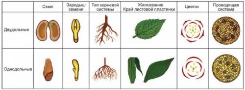 5звезд все цветковые растения объединяются в 2 класса как они называются 1 однодольных и двухдольных