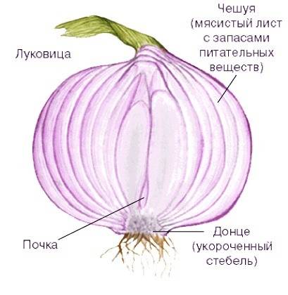 Биология 6 класс, ! 1)что такое почка? какие бывают почки по положению на побеге и функциям? объясни