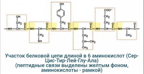 Надо в ближайшие 20 ! напилите последовательность белка mct