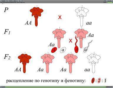 Генетика. почему во всех случаях проявляется только одна определённая черта? к примеру: qw (в данном