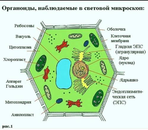 каково максимальное увеличение светового микроскопа? какие части клетки можно в него увидеть? каковы