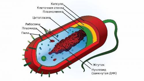 Дайте определение понятиям прокариоты и эукариоты, примеры (мне нужны примеры)