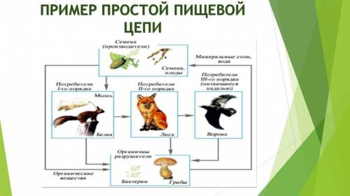 Примеры пищевой цепи и пищевой сети, по 3 примера