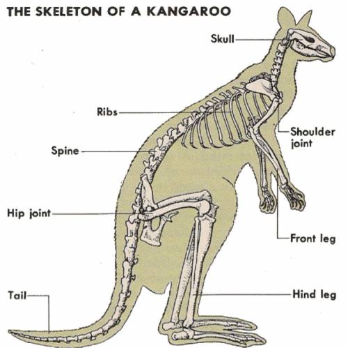 Анотомия кенгуру. кроме половых органов : 3