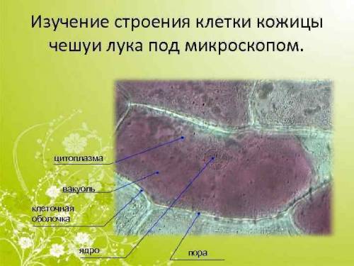 Сколько ядер в клетках чешуи лука, какую форму имеет ядро, где оно чаще всего наблюдается в клетках