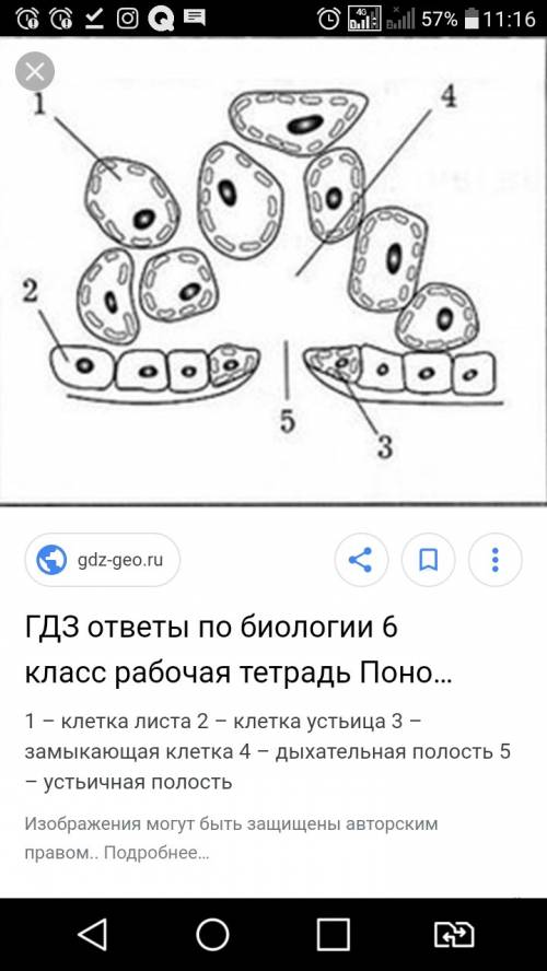 Нужна по биологии рисунок поперечного среза листа надо подписать