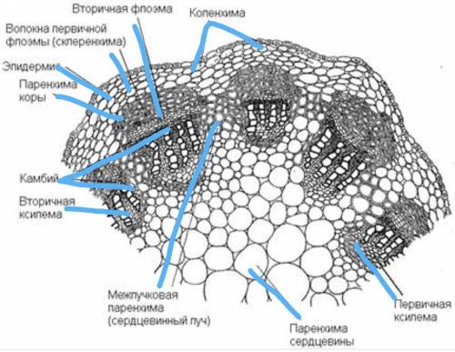 Рассмотрите срез стебля растения. зарисуйте срез, обозначив флоэму, каллему и эпидермию,
