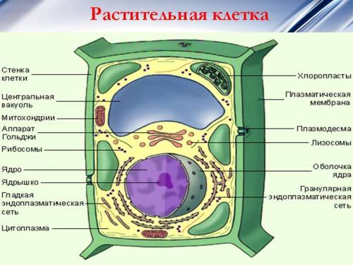 Полное строение растительной клетки