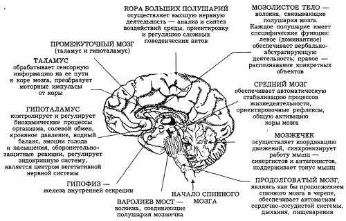 Ментальная карта на тему регуляция процессов жизнедеятельности! надоо