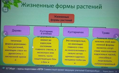 Какие жизненные формы растений вам известны?