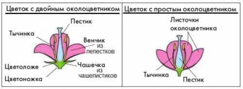 Какое количество лепестков, пестиков и тычинок у абрикоса обыкновенного? имеются ли у него чашелисти