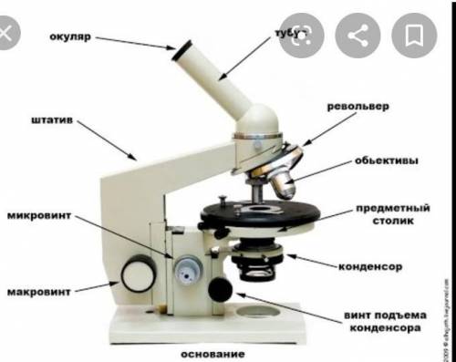 Назовите 7 частей микроскопа