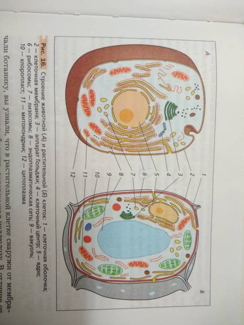 Зарисуй растительную и животную клетку и сделай вывод. только две клетки и чтобы всё было понятно. 2