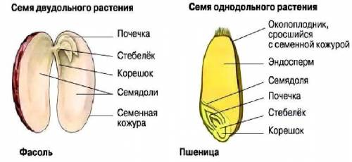 Сделайте вывод: по каким основным признакам устанавливаются принадлежность растения к определенному