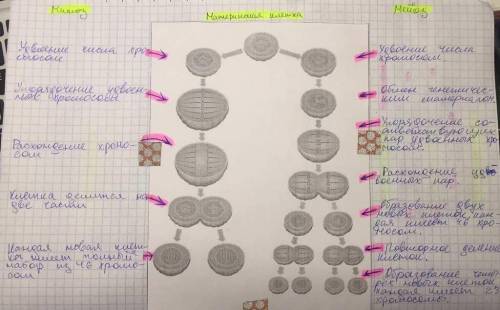 1. (10 ) каково биологическое значение размножения? 2. (10 ) чем отличаются половое и бесполое разм