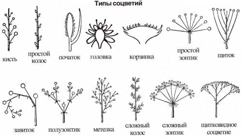 Изучив текмт на с. 33, выделите правила схематичного изображения соцветий. самостоятельно нарисуйте