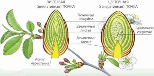 Нарисовать листовую и цветочную почки, подписать из чего они состоят