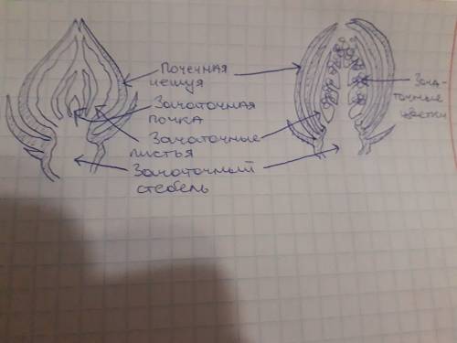 Нарисовать листовую и цветочную почки, подписать из чего они состоят