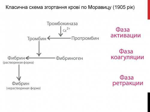 Объясните механизм свёртывания крови.