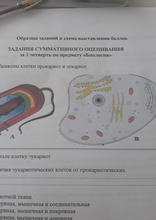 На рисунке изображены клетки эукариот в и прокариот. а. отметьте эукариотическую клетку (справа или