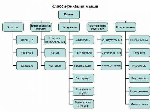 Классификация мышц по направлению движения