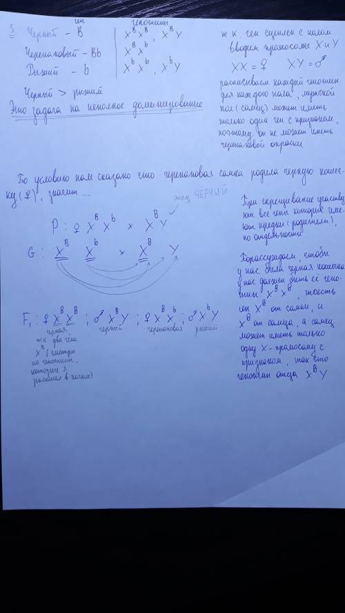 От черепаховой кошки родилась черная генотип и фенотип отца?