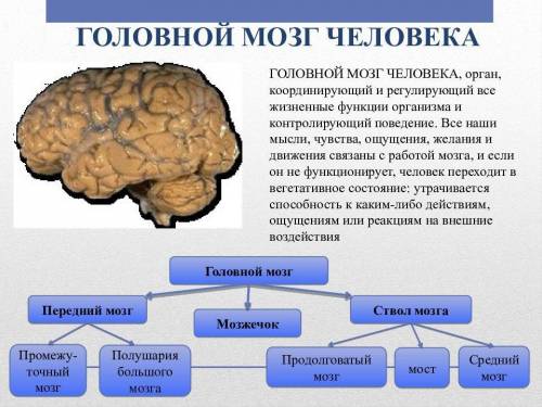 Реферат на тему работа головного мозга по естествознанию 5 класс