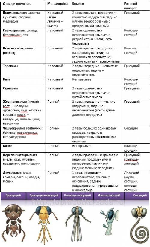 Как определить отряд насекомого по картинке? ?