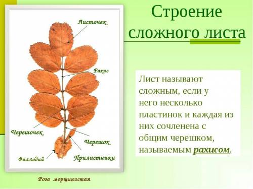 Внешнее строение листа рябины и берёзы