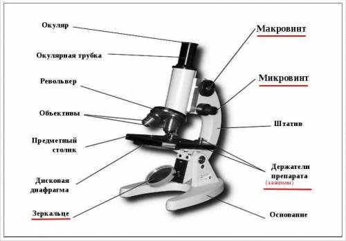 Какую функцию выполняют зажимы,зеркало и винты в микроскопе ?