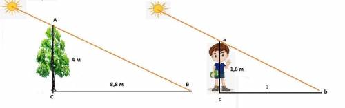 Берёза высотой 4 метра отбрасывает тень длиной 8.8 м. найдите длину(в метрах) тени мальчика который