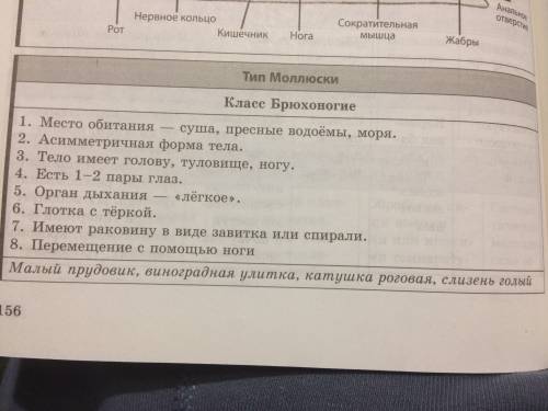 Сбиологией класс брюхоногие двухстворчатые головоногие признаки место обитания симметрия тела части