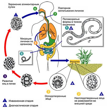 Склади схему життєвого циклу аскариди людської